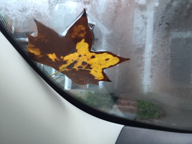 autumn leaf