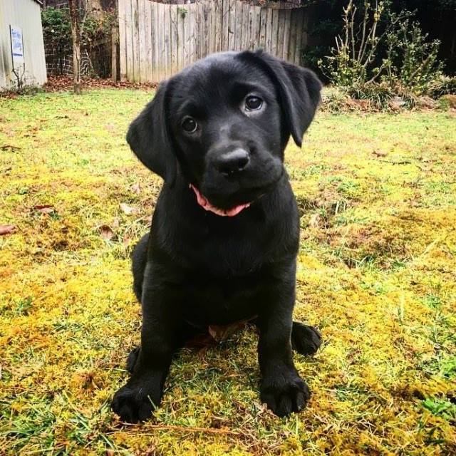 16114441_10212035240302668_6380037633807498556_n