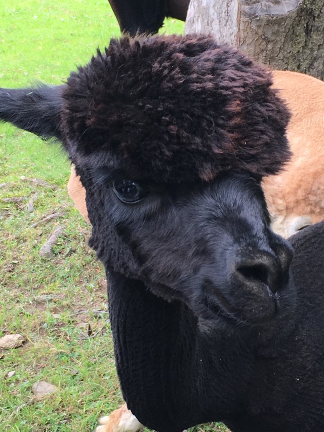 black alpaca
