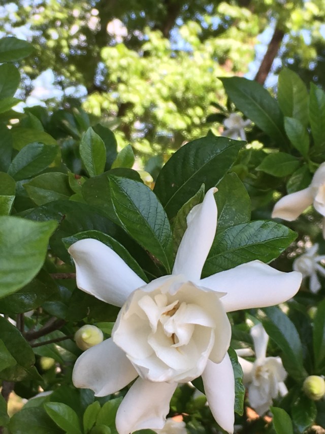 gardenia