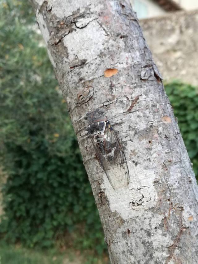 cicada