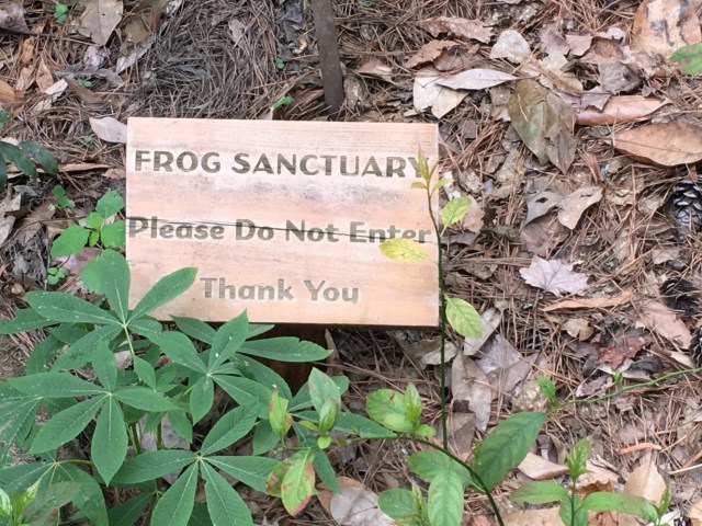 frog sign